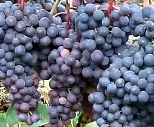 Виноград «Фиолетовый ранний» — удачная находка для новичка‑виноградаря