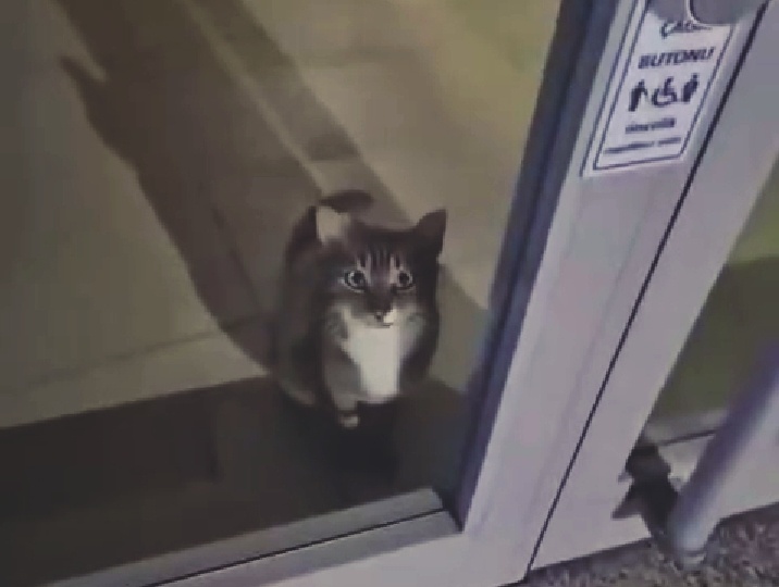 Когда корм для котиков так сильно подорожал, что им приходится даже грабить банки для его приобретения