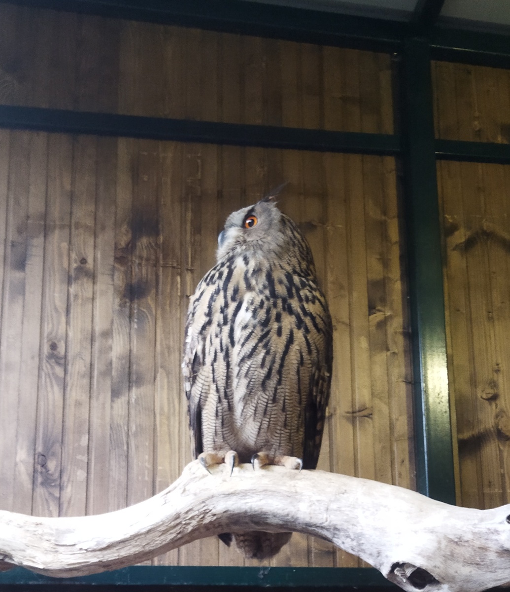 У филина, сидящего на ветке, вперёд направлены только два пальца.