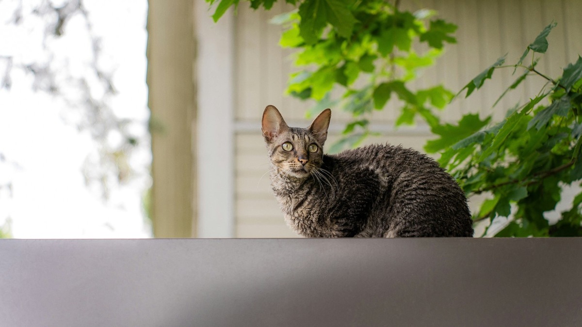    Представители породы корниш-рекс имеют множество допустимых окрасов