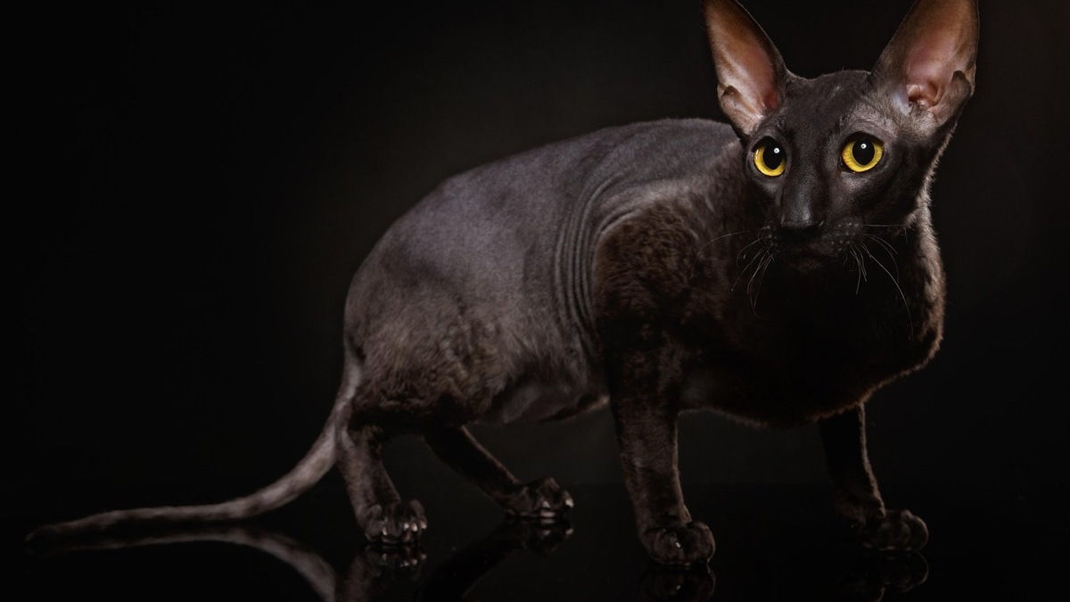    Солидами называют однотонные окрасы корниш-рексов