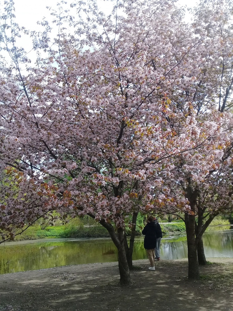Весенний Приморский Парк Победы в Санкт-Петербурге