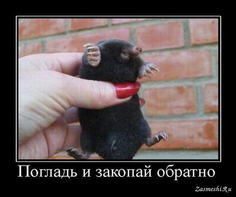  десять увлекательных фактов о кротах, которые помогут вам лучше понять этих животных и их поведение