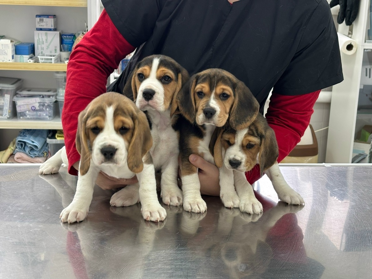    Республиканский центр ветеринарии / ВК