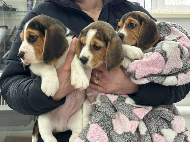    Четверо смелых биглей пришли на первую прививку в Карелии Республиканский центр ветеринарии / ВК