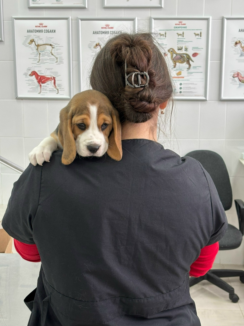    Четверо смелых биглей пришли на первую прививку в Карелии Республиканский центр ветеринарии / ВК