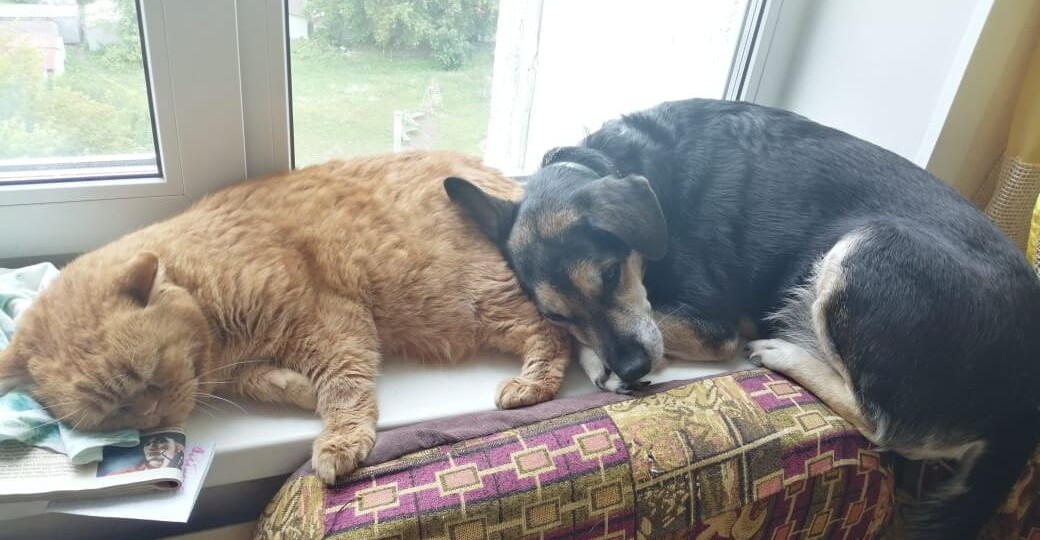 Пушистые, шерстяные, любимые... в память о моих зверьках