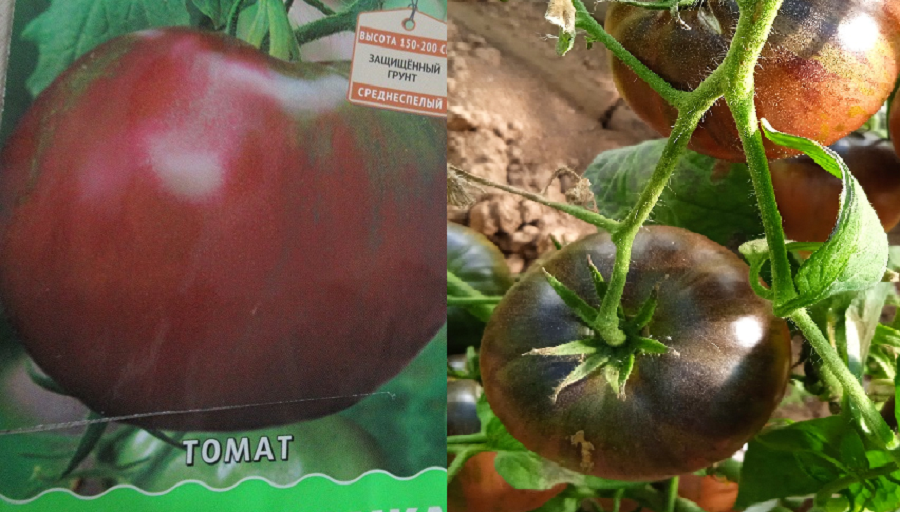 Обзор 5 сортов «темных» томатов: их особенности и почему стоит попробовать вырастить