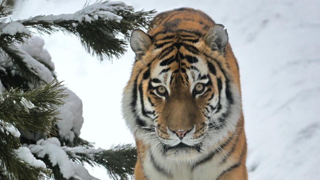    Фото: vk.com/spbzoopark