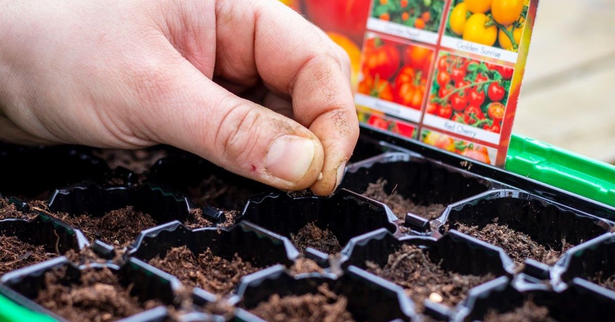 Посев семян