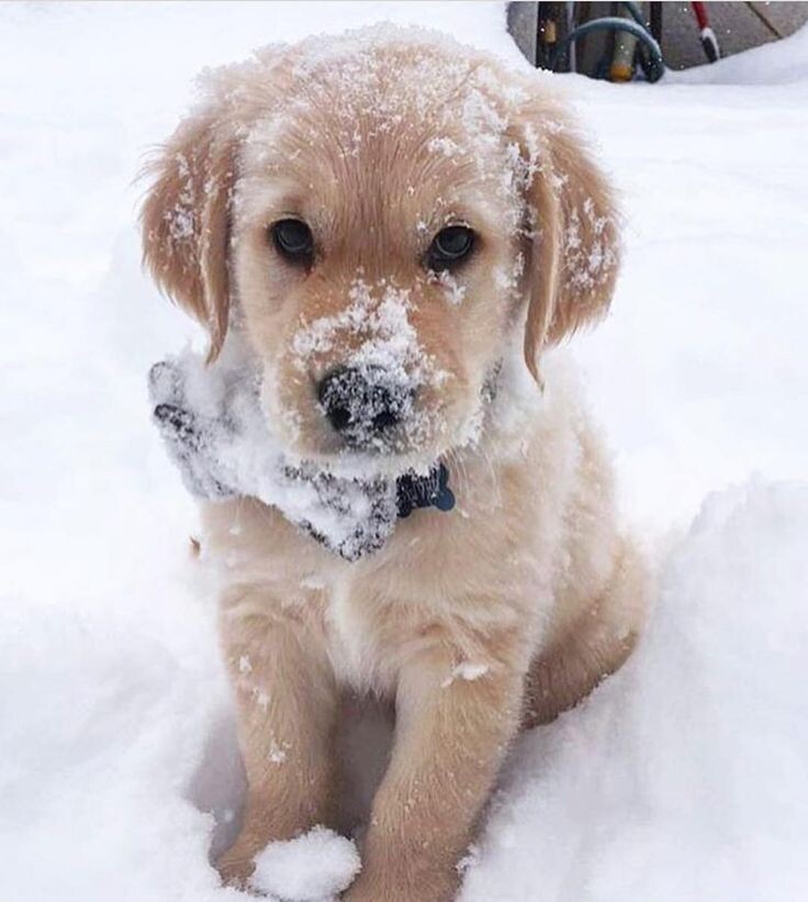 источник фото: https://i.pinimg.com/736x/5b/b7/8a/5bb78a40ea277812c582439ae48cba58.jpg