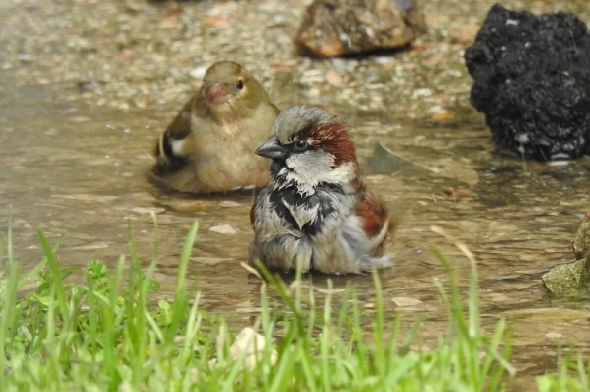    Воробьи принимают водные процедуры.