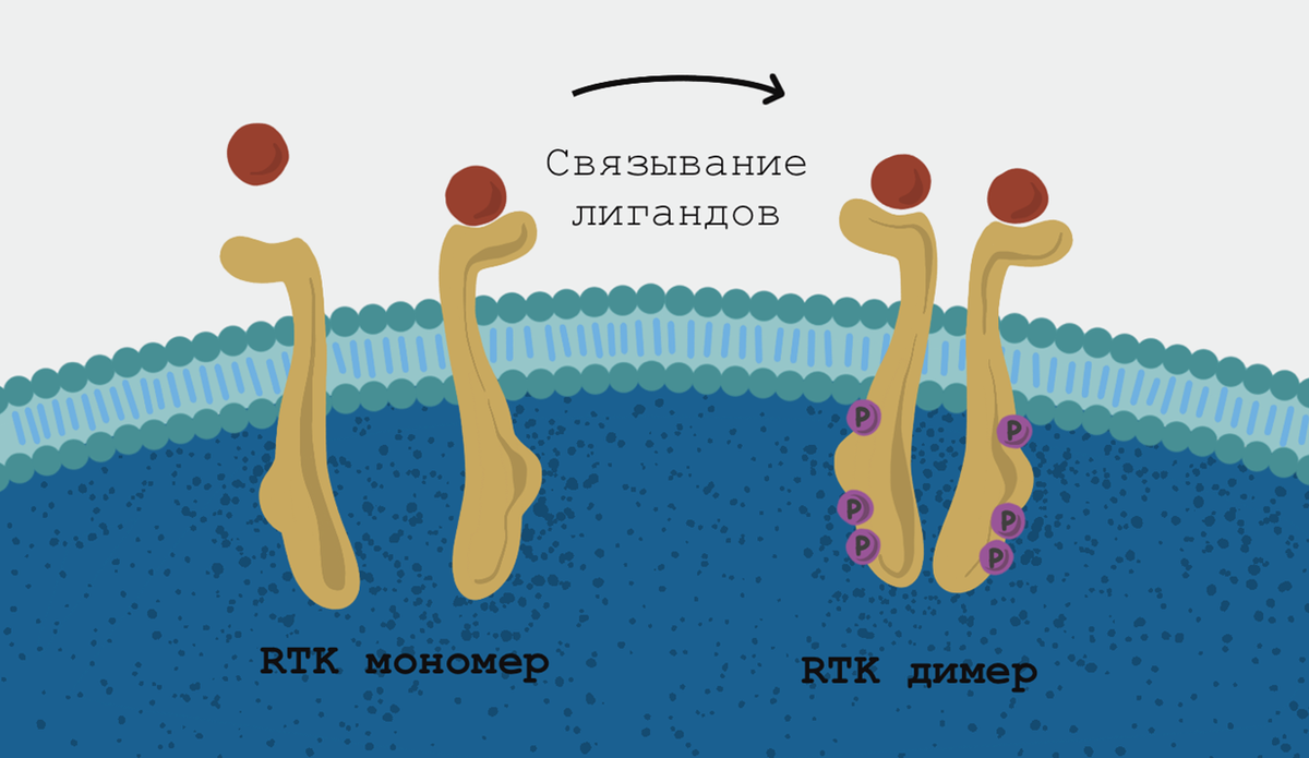 Схема димеризации рецепторных тирозинкиназ в норме. Сложность разработки специфических ингибиторов рецепторных тирозинкиназ состоит в том, что это огромный класс молекул, очень похожих друг на друга. Наиболее разительные отличия — в сайте связывания лиганда, но беда в том, что онкогенные РТК уже не нуждаются в нем, чтобы димеризоваться, фосфорилировать друг друга и таким образом передать сигнал; а вот сайты связывания АТФ, которая служит донором для сигнального фосфата, или сайты фосфорилирования очень похожи, и создать молекулу, которая могла бы заблокировать одну РТК, не затронув работу других, очень непростая задача.

иллюстрация Анастасии Самоукиной