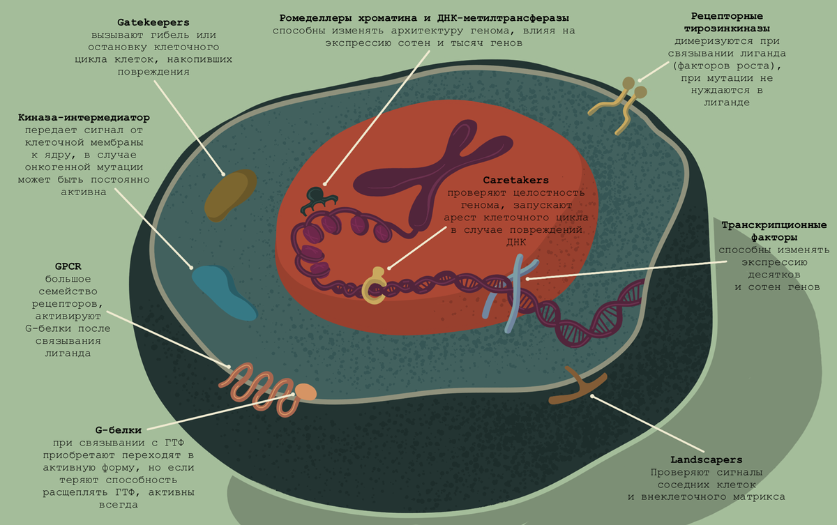 Клеточная топография онкогенов и онкосупрессоров. Клетку можно сравнить с мегаполисом — миллионы молекул образуют сложные сети взаимодействий, и когда какая-то группа на генетическом уровне начинает работать слишком активно или, наоборот, теряет бдительность, может произойти «революция», последствия которой могут быть самыми разными — от гибели клетки до бесконтрольного деления и формирования целой колонии таких «революционных» клеток, злонамеренность в которых выходит за пределы молекулярного масштаба и выходит на уровень всего организма.

иллюстрация Анастасии Самоукиной