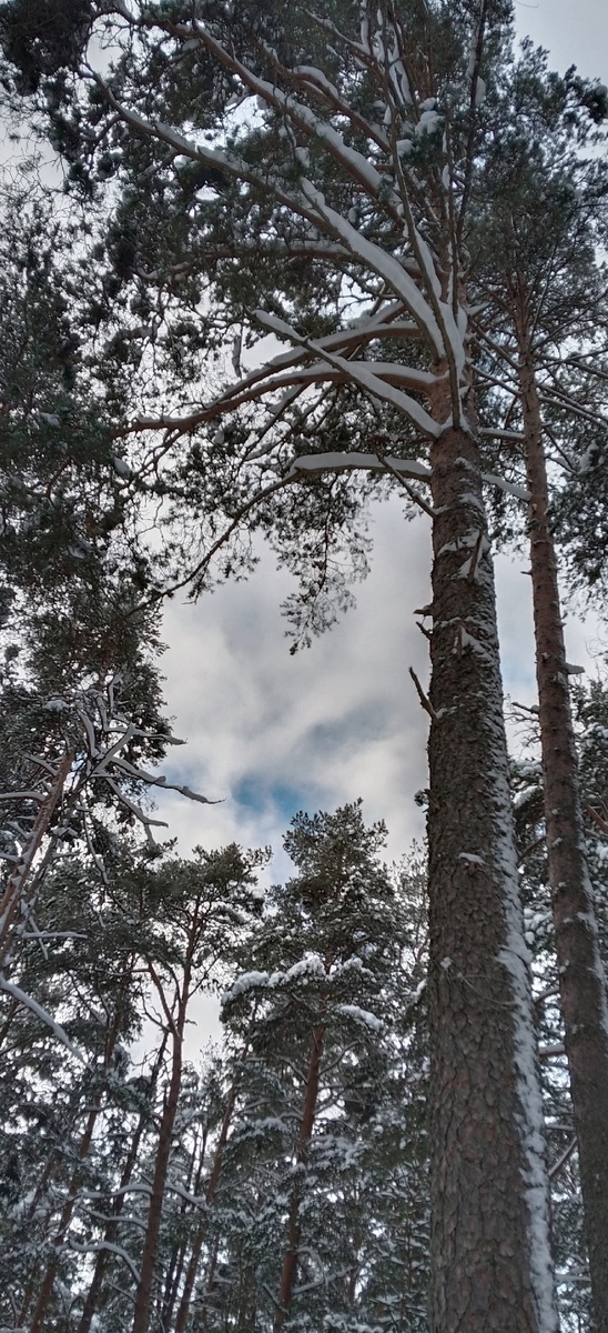 Лесная чаща)