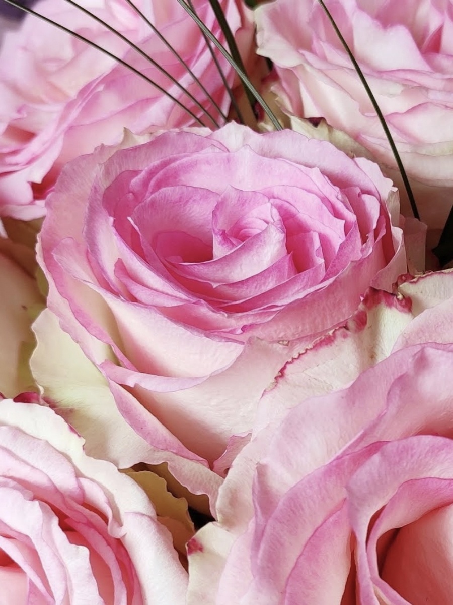 Моя первая корнесобственная роза.