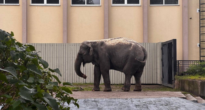    Первый городской канал Калининград
