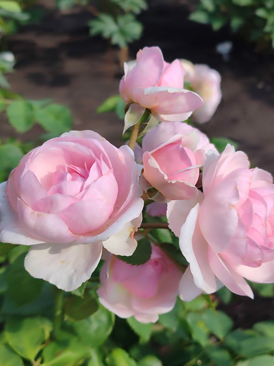 Оливия Роуз