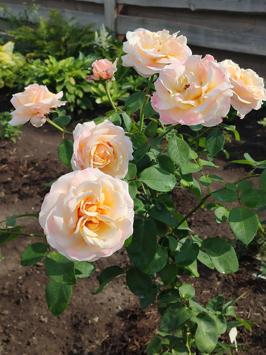 О хеппи дей