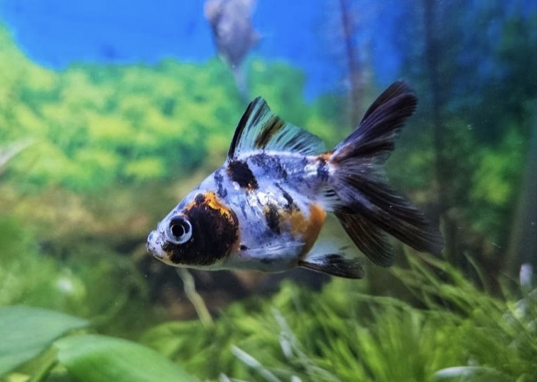 Кортизол в аквариуме: как стресс рыб отравляет воду