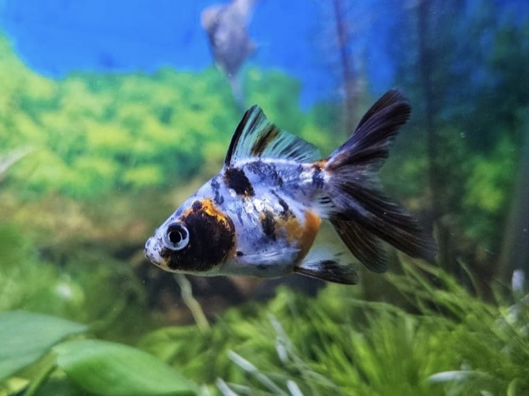 Фотограф-аквариумист 🎀Ю🎀 