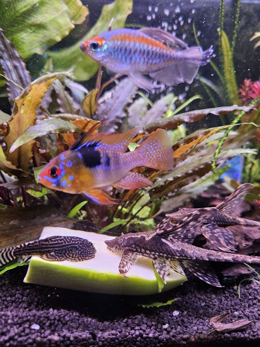 Фотограф-аквариумист 🎀Ю🎀 