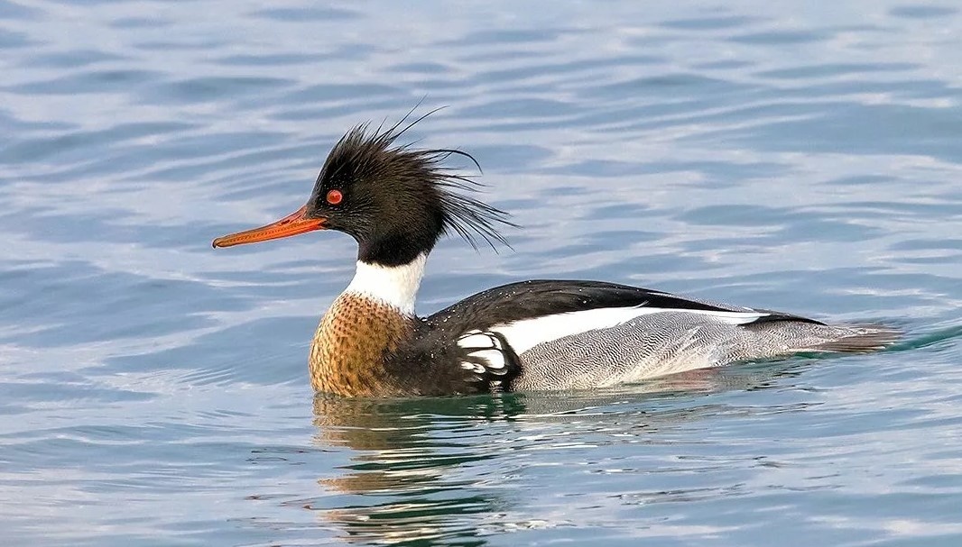 Фото: natureguide.gr