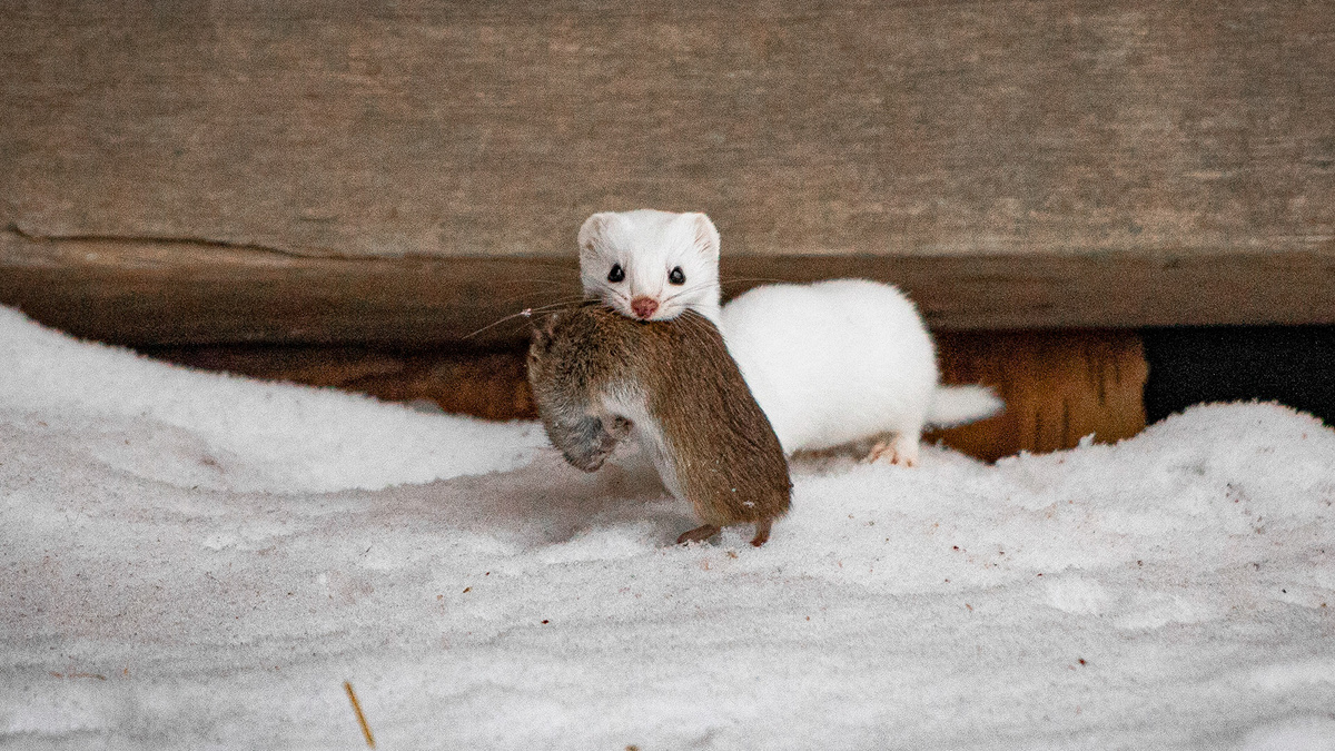 Эту ласку мы встретили в Витославлицах в Новгородской области. (c) Павел Кузьмичев
