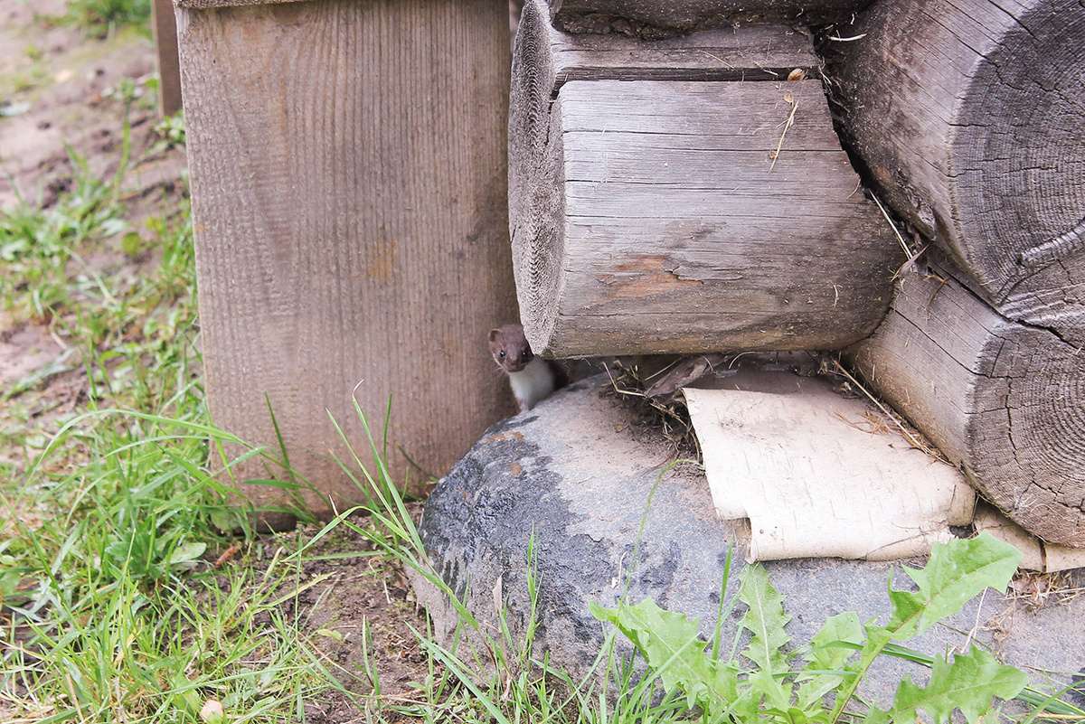 Ласка в Витославлцах летом. (c) Красный (CC BY-SA 4.0)