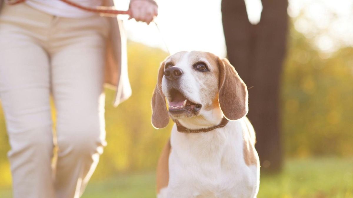    Биколор — это сочетание белого цвета с пятнами черного цвета или одного из оттенков коричневого