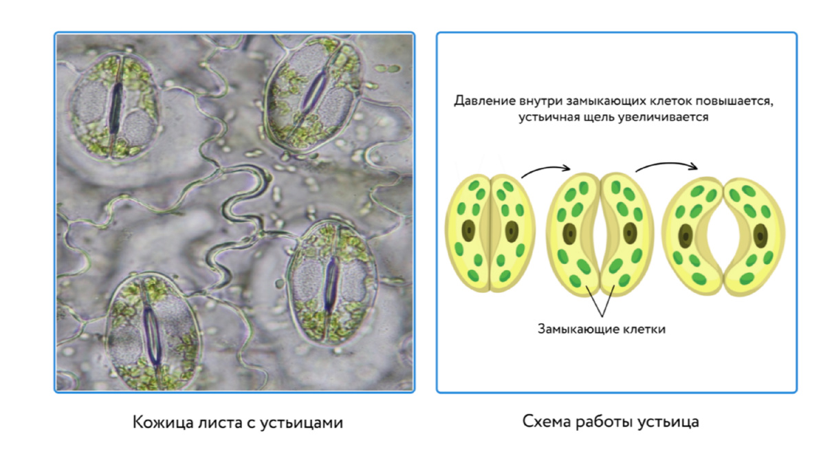 Устьица: внешний вид и строение. Рисунок с сайта: https://foxford.ru/wiki/biologiya/stroenie-lista?ysclid=mlt7dp5xn7719082726&utm_referrer=https%3A%2F%2Fya.ru%2F
