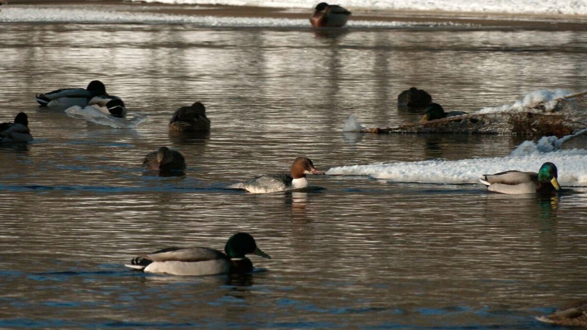    Фото: t.me/kazdoytvaripopare