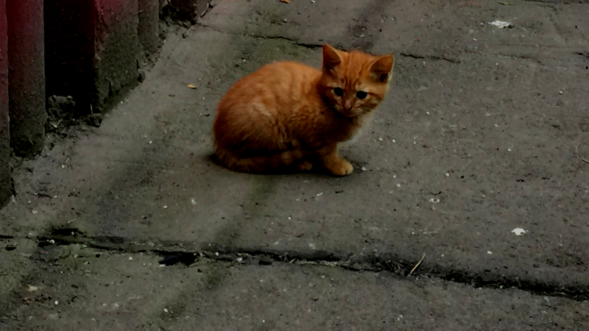 Маленький рыжий котёнок потерял мать (иллюстрация)