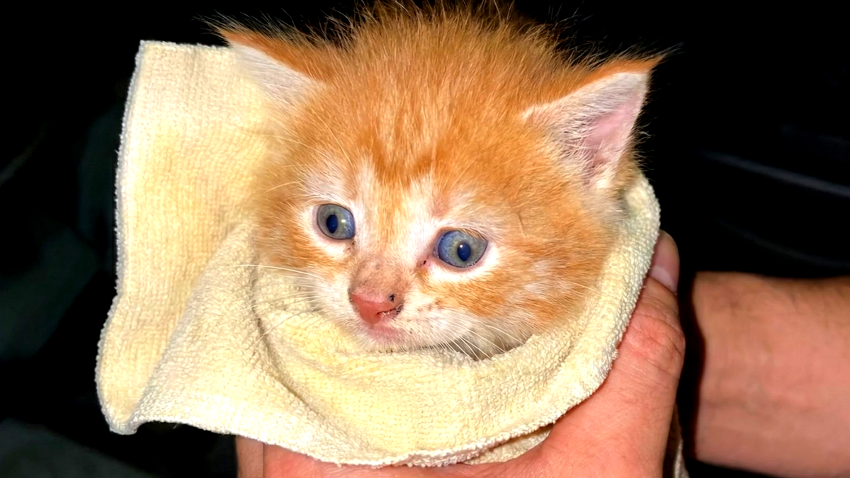 Источник: соцсети Дауда Куртаева