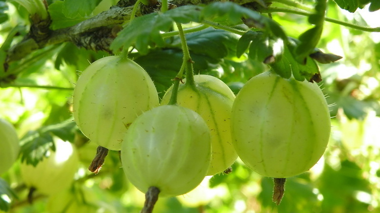 Результат мульчирования — ягоды сидят плотно по всей длине веток