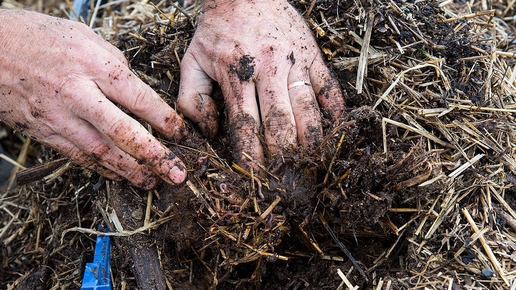 Земля под соломой всегда влажная и рыхлая, черви делают свою работу