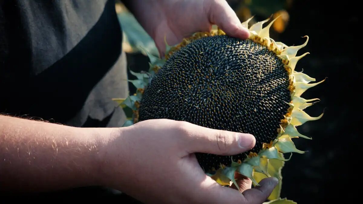 Фото: пресс-служба компании «АГРОПЛАЗМА»
Гибрид подсолнечника Экселент компании «АГРОПЛАЗМА» — лидер по объемам высева в России по данным ФГБУ «Россельхозцентр»