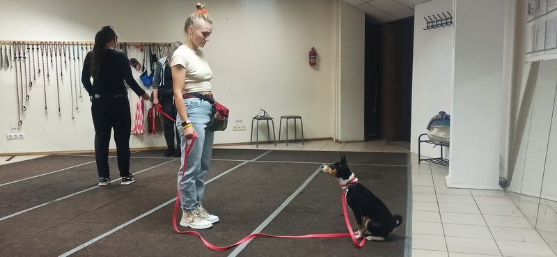 Басенджи Лана. Занятие в группе по дрессировке. Тольятти, 21 августа 2025.