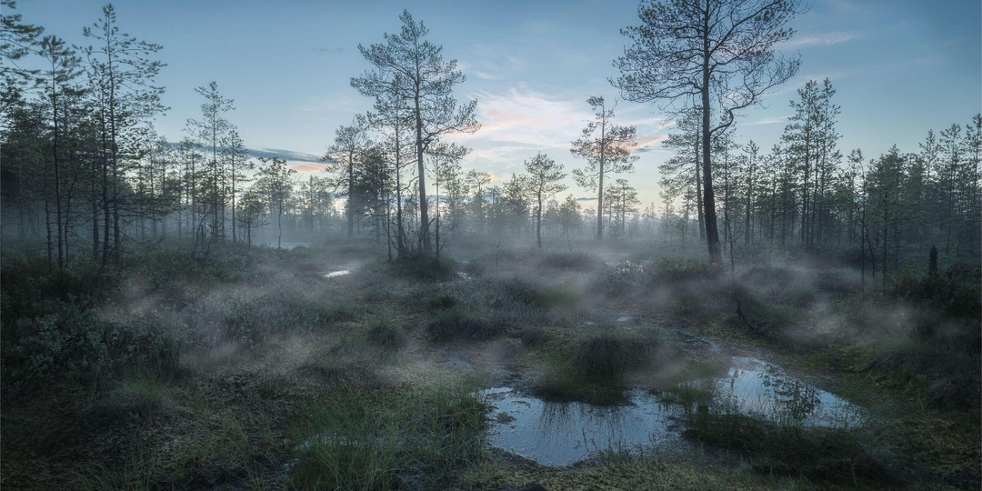 Там, где люди исчезают без следа: вся правда о Васюганских болотах