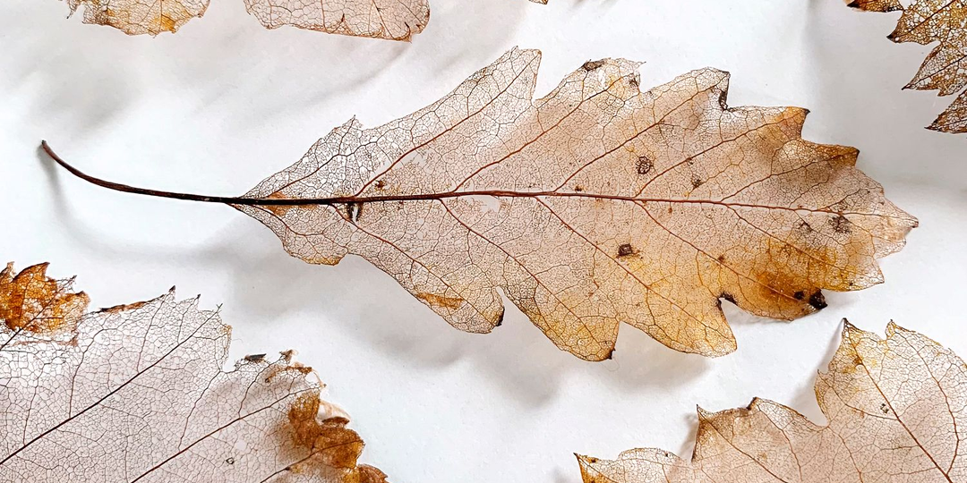 Скелетирование листьев, естественное и искусственное