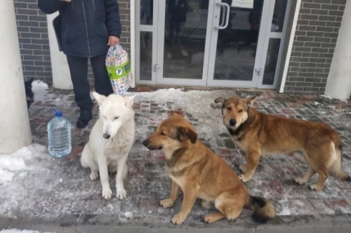    Чиновников заставляют заняться отловом бездомных собак под Волгоградом