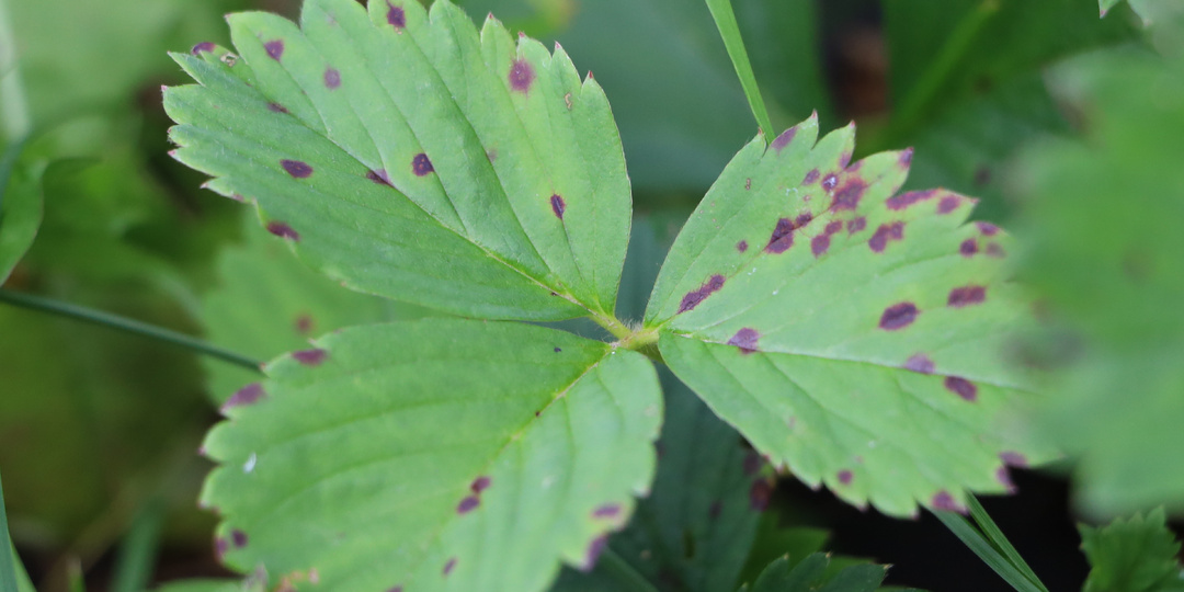 Остановил бурую пятнистость за 4 обработки. ХОМ работает, если не кормить клубнику азотом весной