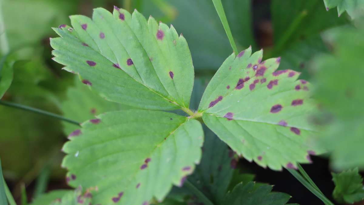 Бурая пятнистость на клубнике - так выглядела моя грядка каждое лето, пока я не отказался от перегноя весной