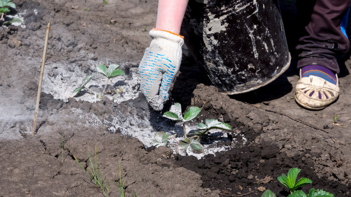 Многие сыплют ее каждый год, думают, это безопасно