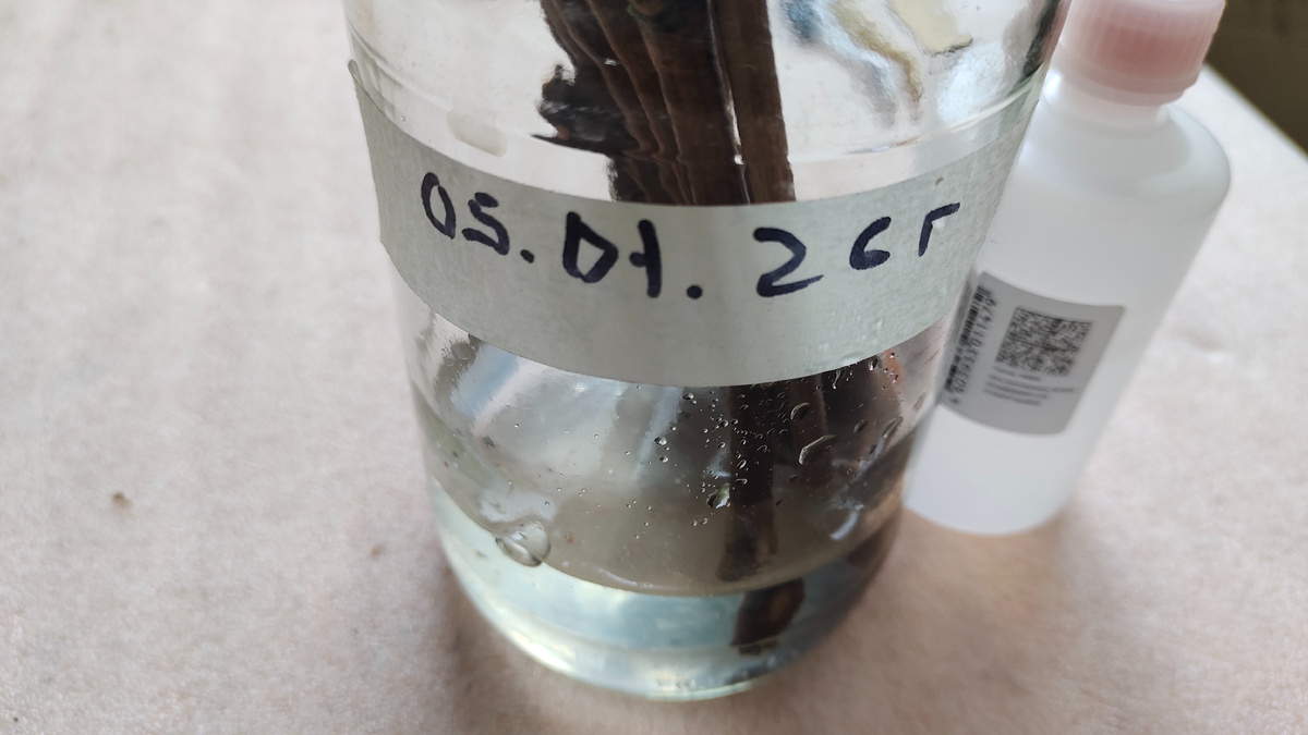 Эксперимент пока в работе. Черенки поставлены на воду 05 января 2026. Задача - максимально затянуть проращиваеие корней, желательно до марта месяца.  