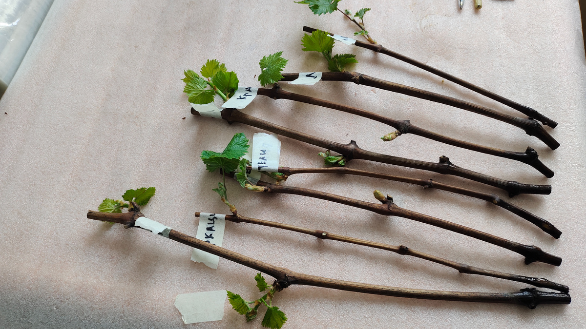 На 19 февраля на всех экспериментальных черенках есть только зелень, но нет корней. Это стало возможным из-за пониженной температуры проращивания и добавления в воду специальной добавки. Сегодня, 20 февраля вылил воду с добавкой и нали чистую. Теперь буду ждать корней к марту.  