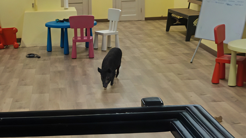    Фото: Telegram/Управление Россельхознадзора по Тверской и Ярославской областям/rshn69