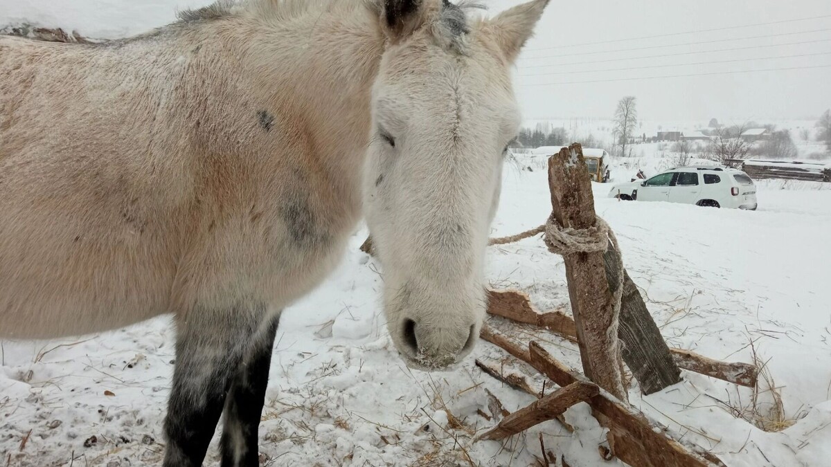   Альянс защитников животных