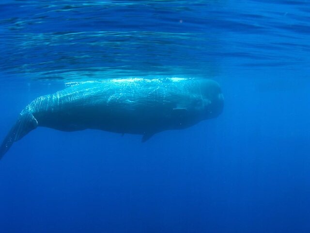    Фото: 123RF.com/izanbar