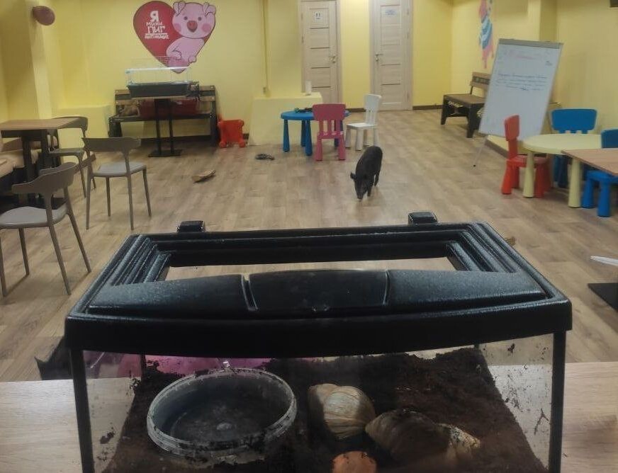     / Источник: Управление Россельхознадзора по Тверской и Ярославской областям